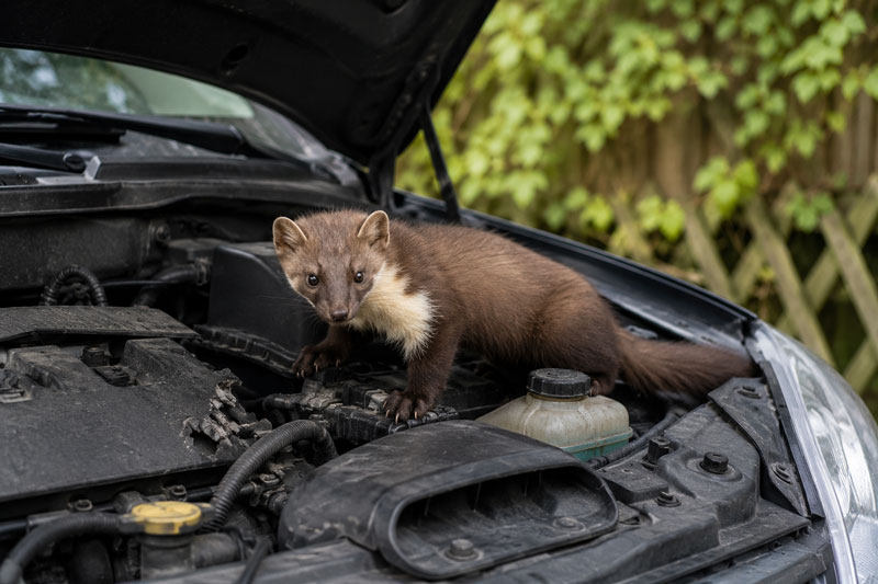 marderbiss, marder im auto